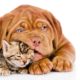 prevenzione parassiti intestinali cani e gatti