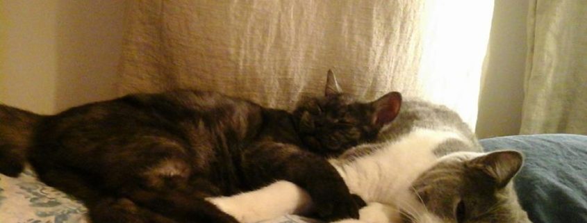 calcoli urinari gatto