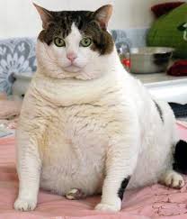 gatto diabetico grasso