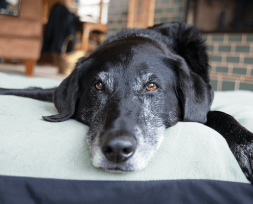 insufficienza renale cane non mangia (1)