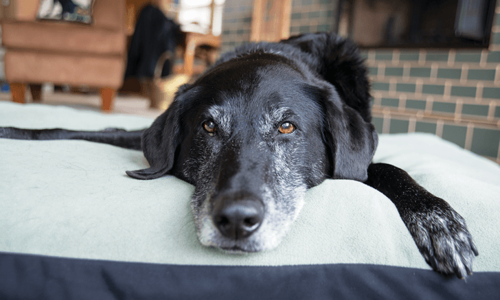 insufficienza renale cane non mangia (1)