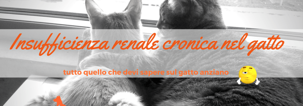 insufficienza renale cronica nel gatto anziano