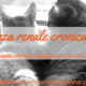 insufficienza renale cronica nel gatto anziano