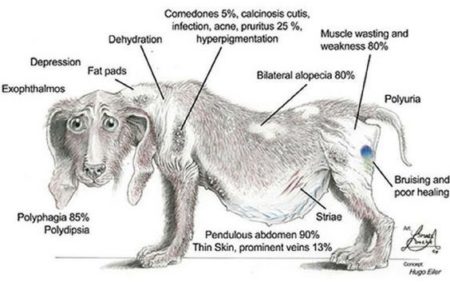 Sindrome Di Cushing Ecco Cosa Devi Sapere Sul Cane E Gatto sindrome-di-cushing-ecco-cosa-devi-sapere-sul-cane-e-gatto