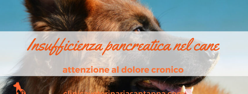 vìinsufficienza pancreatica nel cane