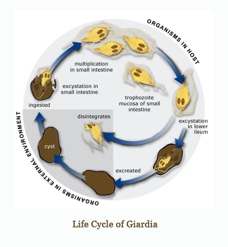 ciclo vitale della giardia