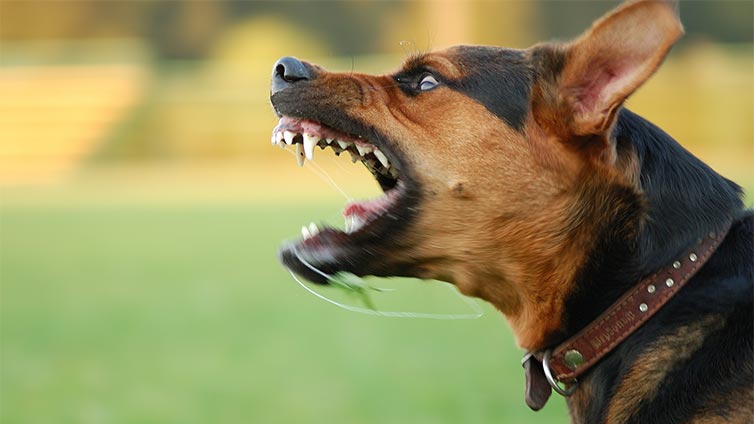 castrazione del cane perché aggressivo