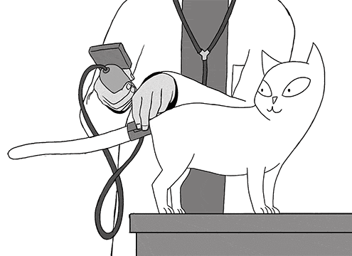 misurazione della pressione arteriosa del gatto