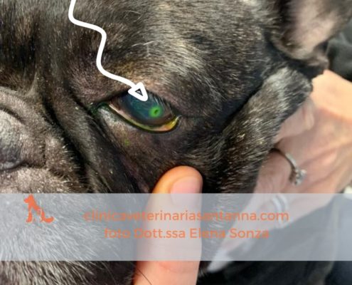 Ulcera-corneale-cane-clinica-veterinaria-santanna